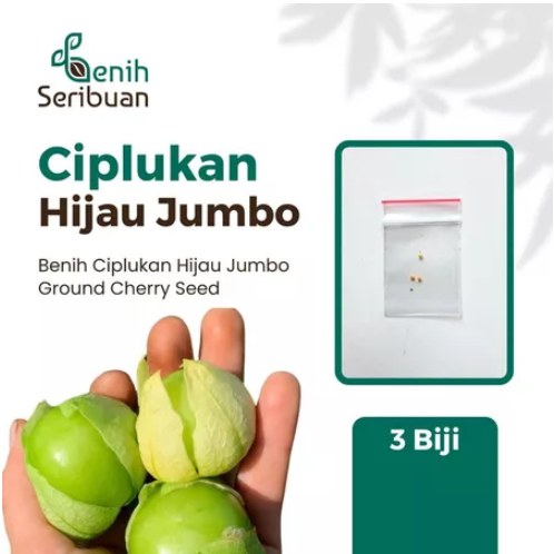 Benih Seribuan - 3 Bibit Buah Ciplukan Hijau Jumbo Unggul