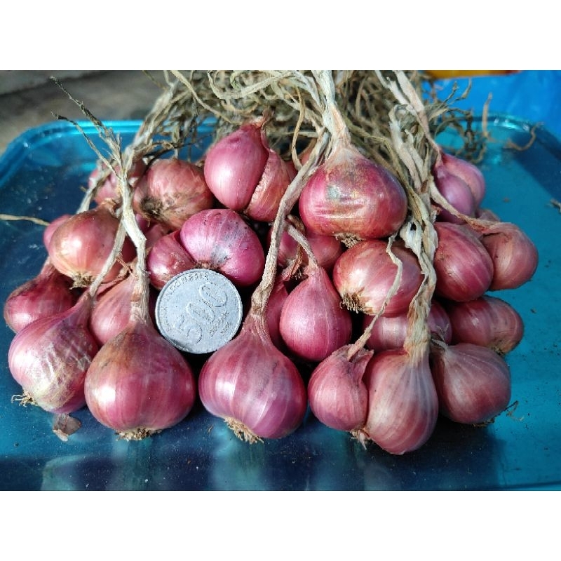 

BAWANG MERAH PROBOLINGGO Kering 1 KG