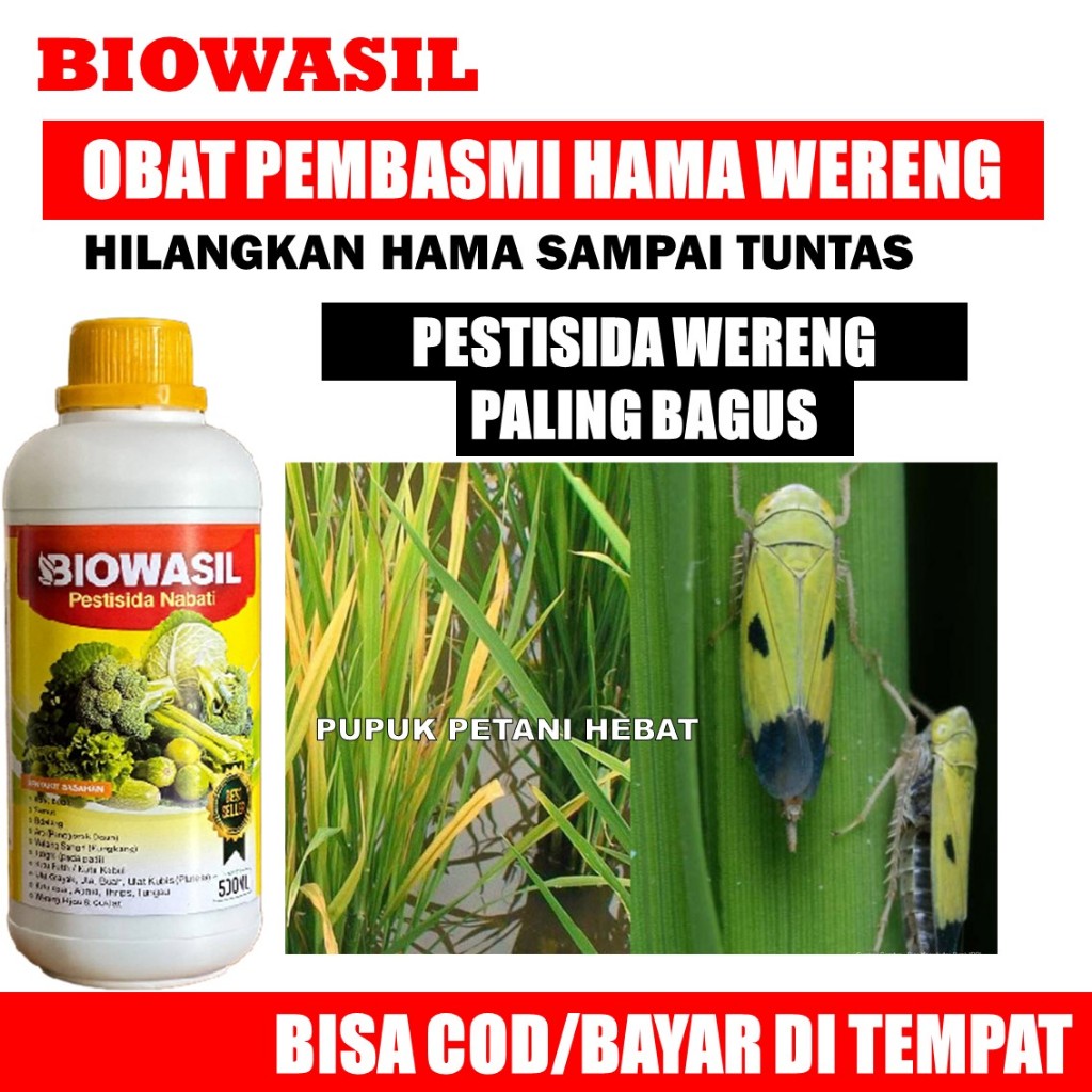 BAYAR DI RUMAH BIOWASIL MEMBASMI HAMA WERENG PADI, Obat untuk Serangan Hama Wereng, Pupuk Insektisid