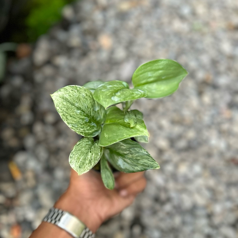 Scindapsus Superstar Variegata