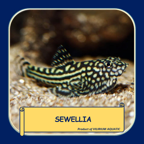 IKAN HIAS AIR TAWAR - SEWELLIA / HILLSTREAM LOACHES (BORNEO SUCKER IMPORT VIETNAM/LAOS) ALGAEATER