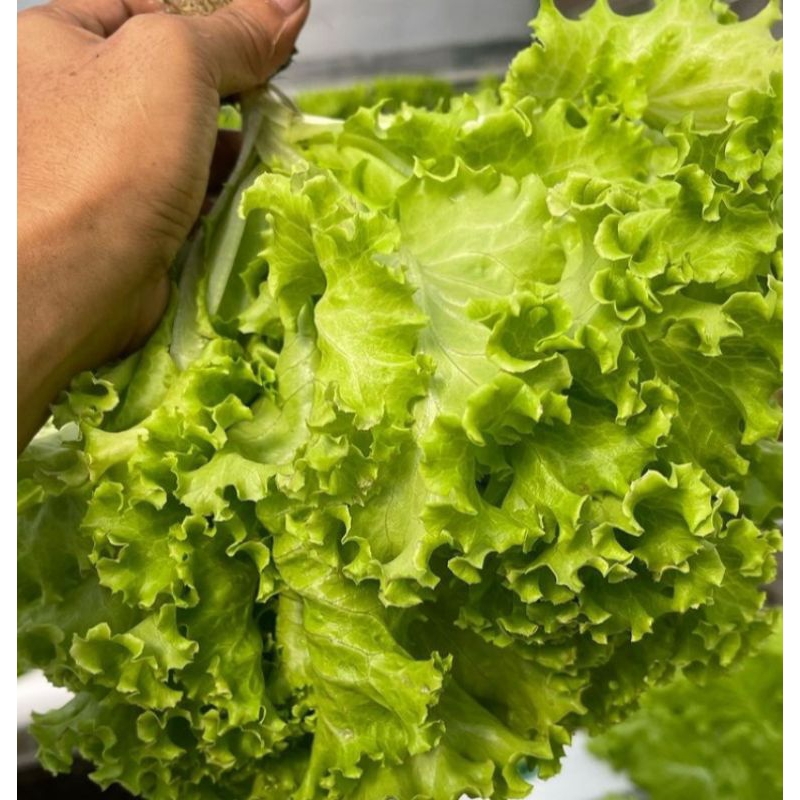 

Sayur Selada fresh berat 1 kg (pengiriman medan)