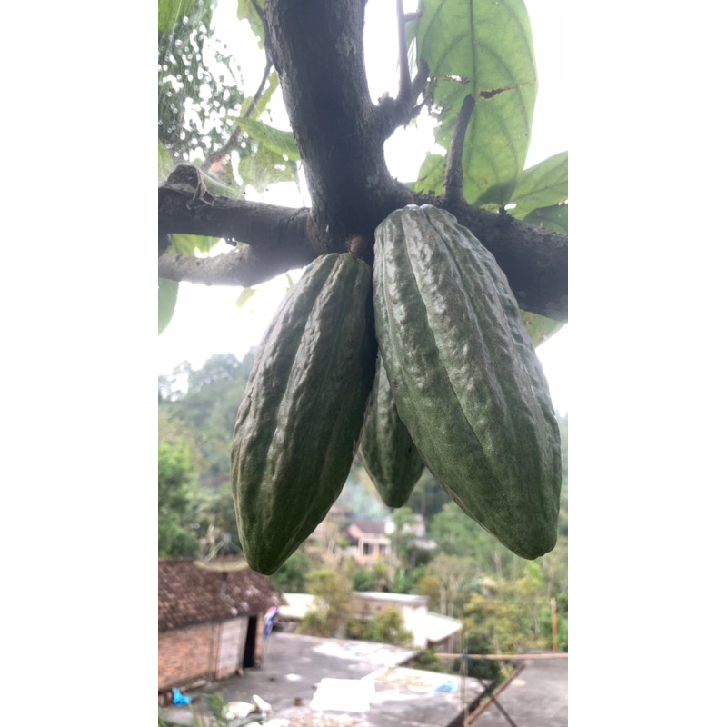 

kopi susu muda/kopi susu mentah/buah kopi susu