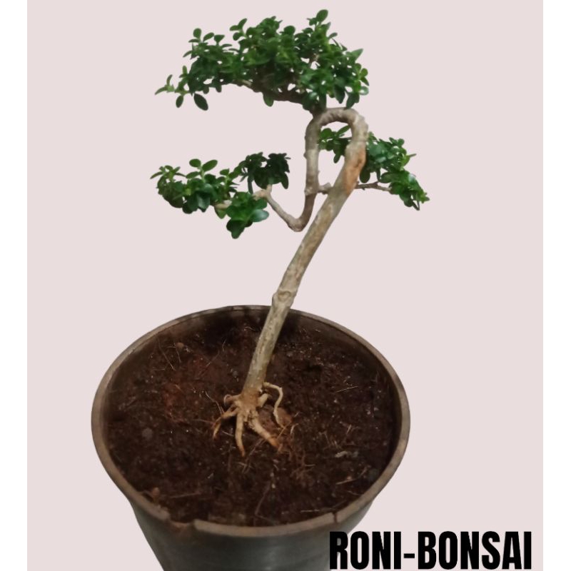 Bonsai sancang mame mini bonsai