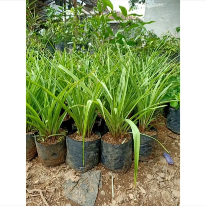 Baymarkeet 9.9Tanaman Hias Sedap Malam Bunga Pink/Sedap Malam-Bunga Pink