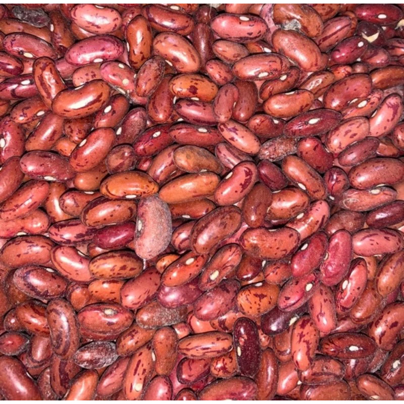 

Kacang Merah / Kacang Jogo Super