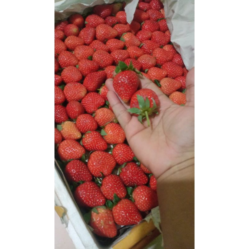 

Buah Strawberry