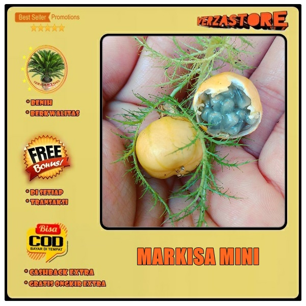 Biji/Benih/Bibit Buah Markisa Mini Markisa Munggil/10 biji