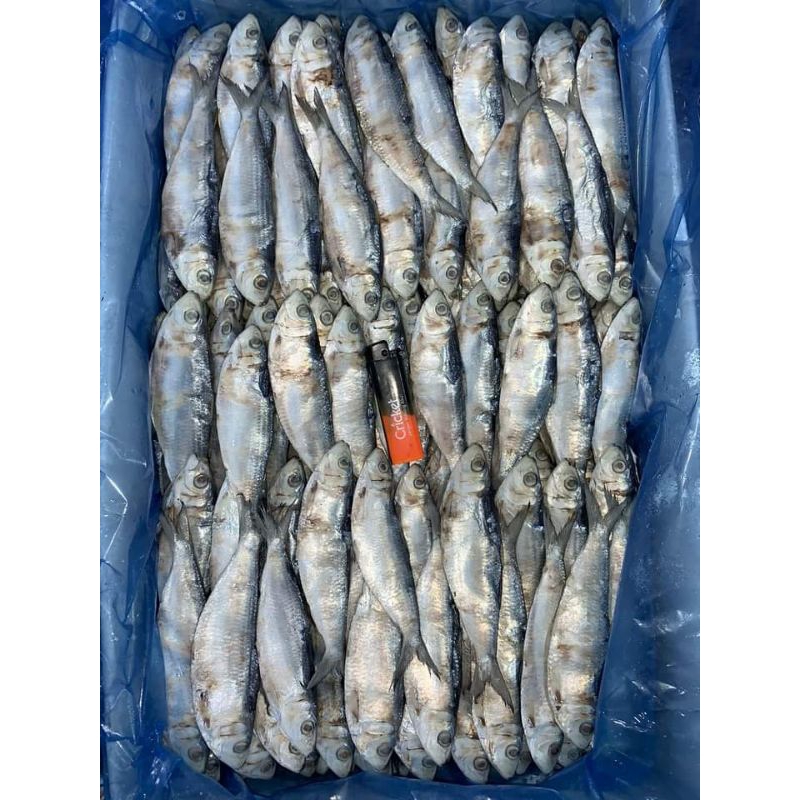 

Ikan Asin Jambal tembang 500g