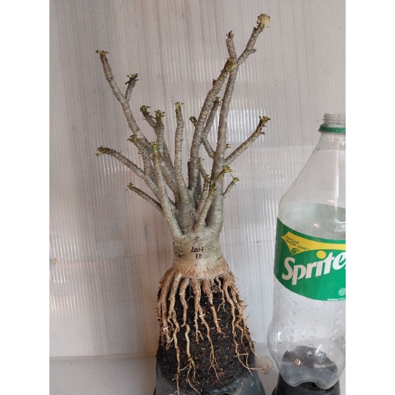 Adenium Arabicum Hibrid Prokar