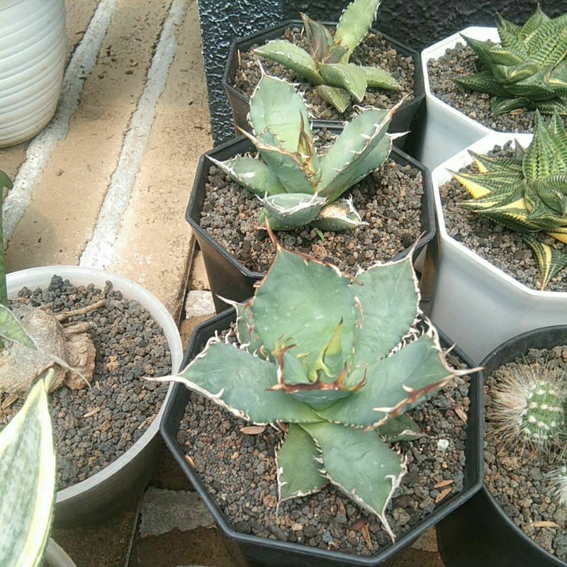 agave titanota