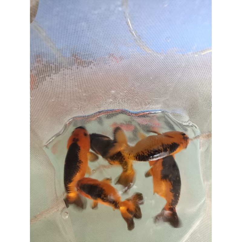 

GAMBAR HIASAN KOKI RANCU ORANGE HITAM 7-9cm