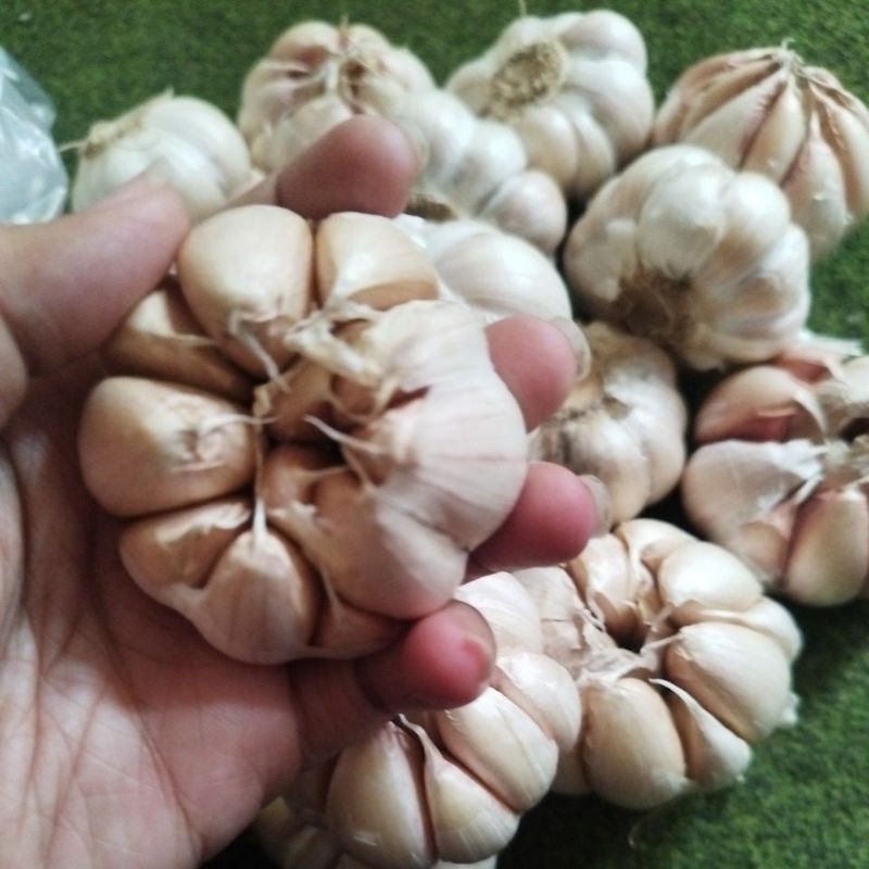 

bawang putih kemasan 1/2kg