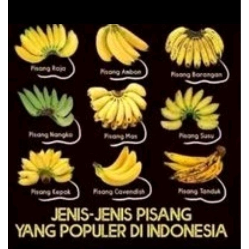 

Aneka buah Pisang ( lampung , ambon , uli , raja , siem, sereh , nangka , kepok , mas )