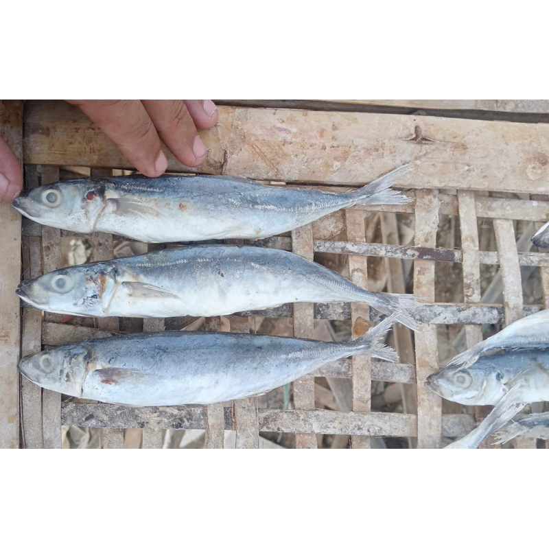 

Ikan Asin Layang Deles / Peda / Ikan Asin Segar Pilihan 500 gr Isi 12 - 15 ekor