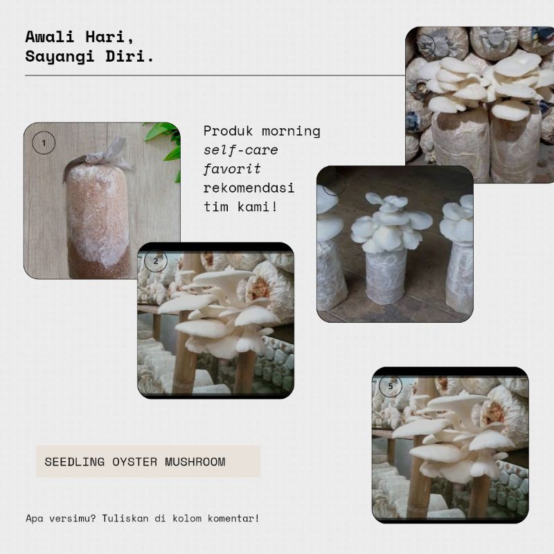 baglog bibit jamur tiram