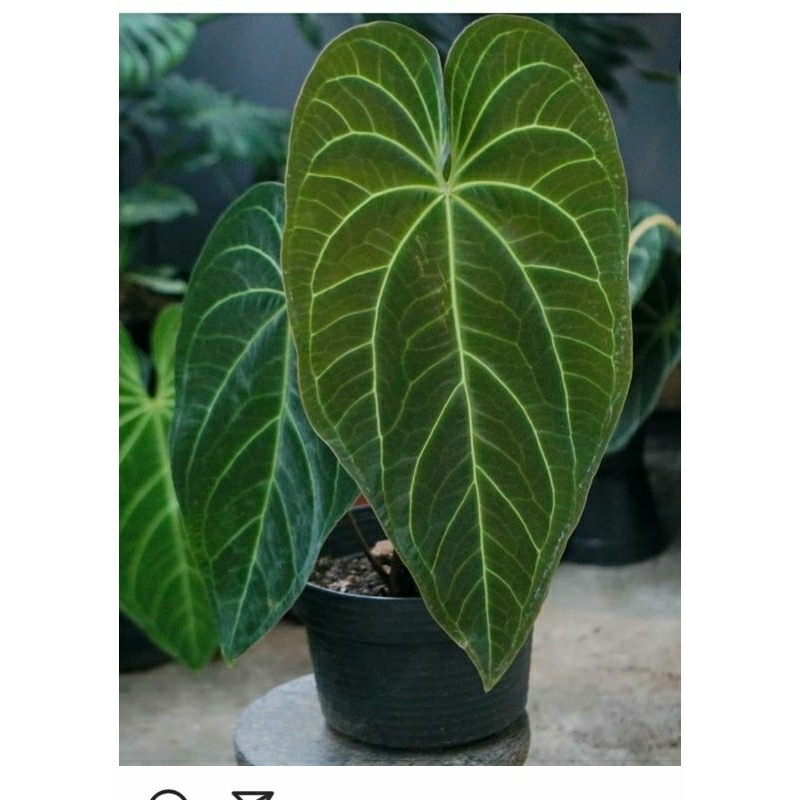 Jivara56 Anthurium Angamarcanum