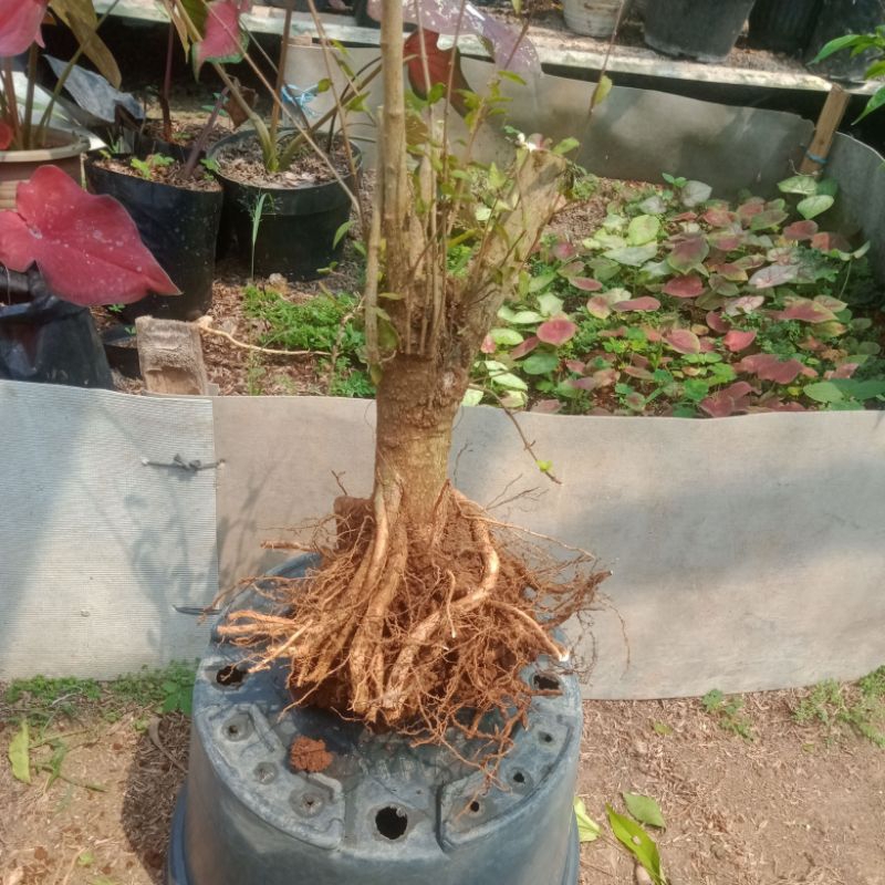 bonggol anting putri