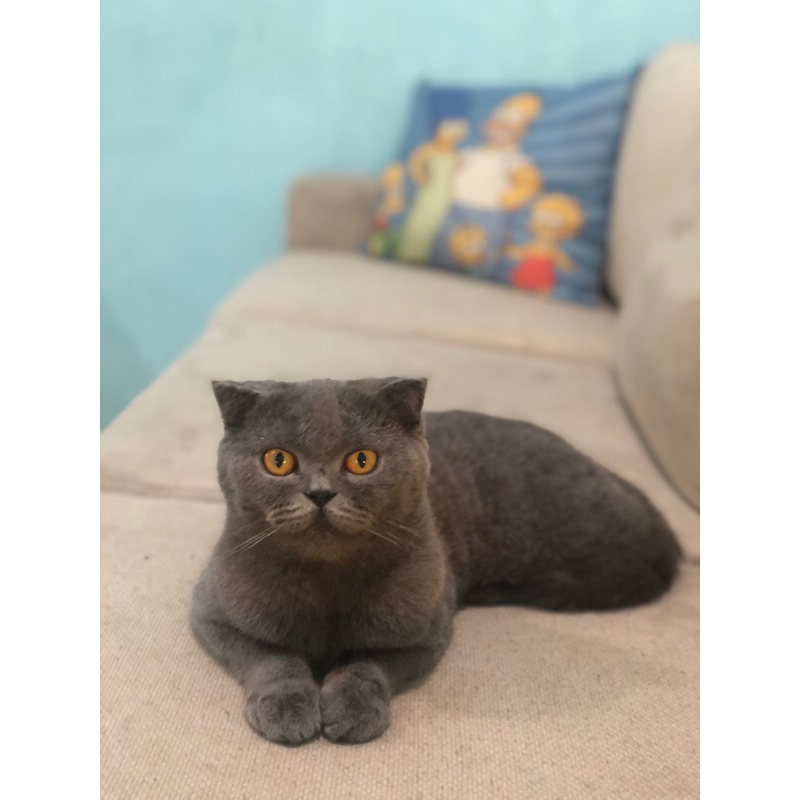 scottish fold betina import russia wcf