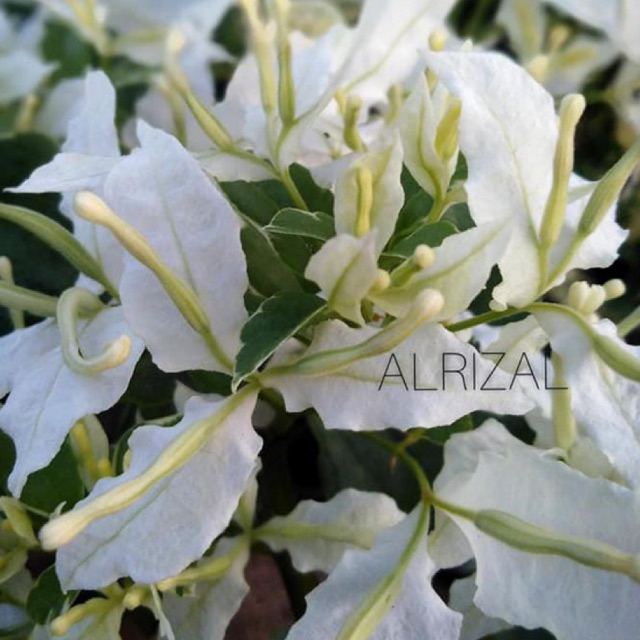 BIBIT BOUGENVILLE BUTTERFLY PUTIH bougenville import bergaransi