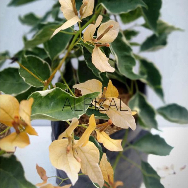 BIBIT BOUGENVILLE BUTTERFLY KUNING bougenville import bergaransi