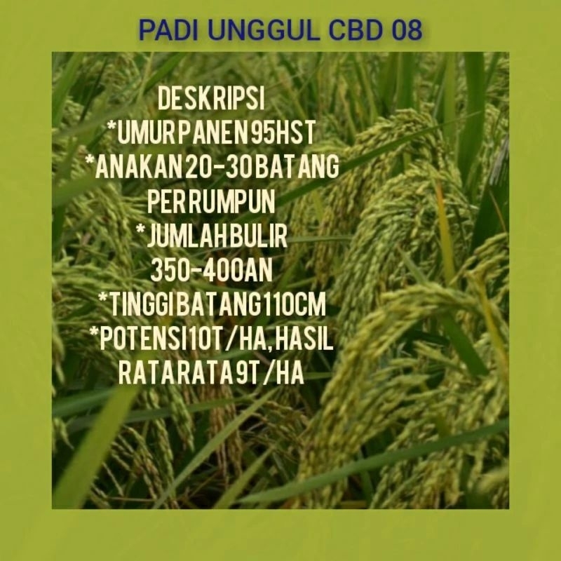 Benih padi Cbd08 CBD 08 galur unggul kemasan 5kg