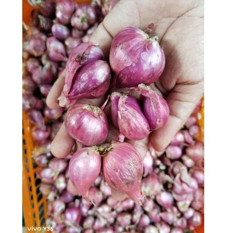 

bawang brebes ukuran 1 kg
