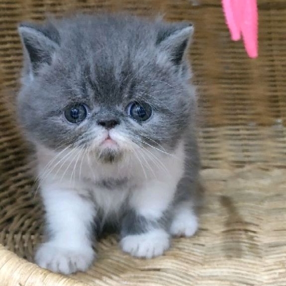 kitten exo peaknose jantan non ped ( PO )