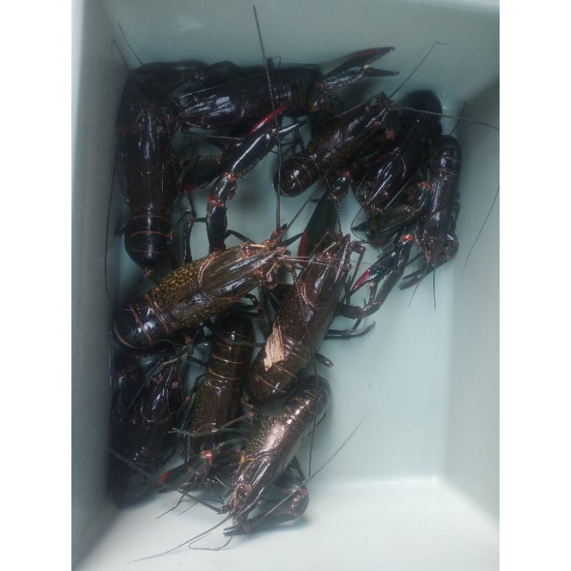 

Indukan Lobster 4,5 inc 8 Ekor (Bonus 2 Ekor)