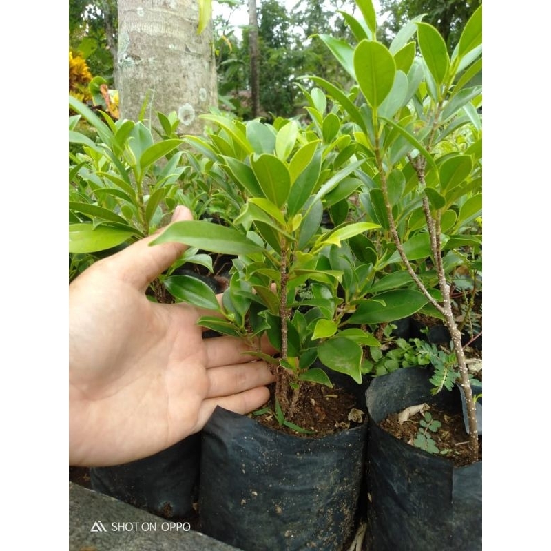 Bibit kimeng murah 1000an rawatan subur