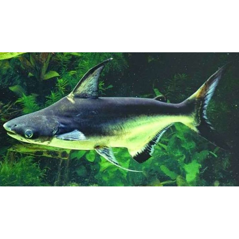 hiu air tawar Genghis Khan