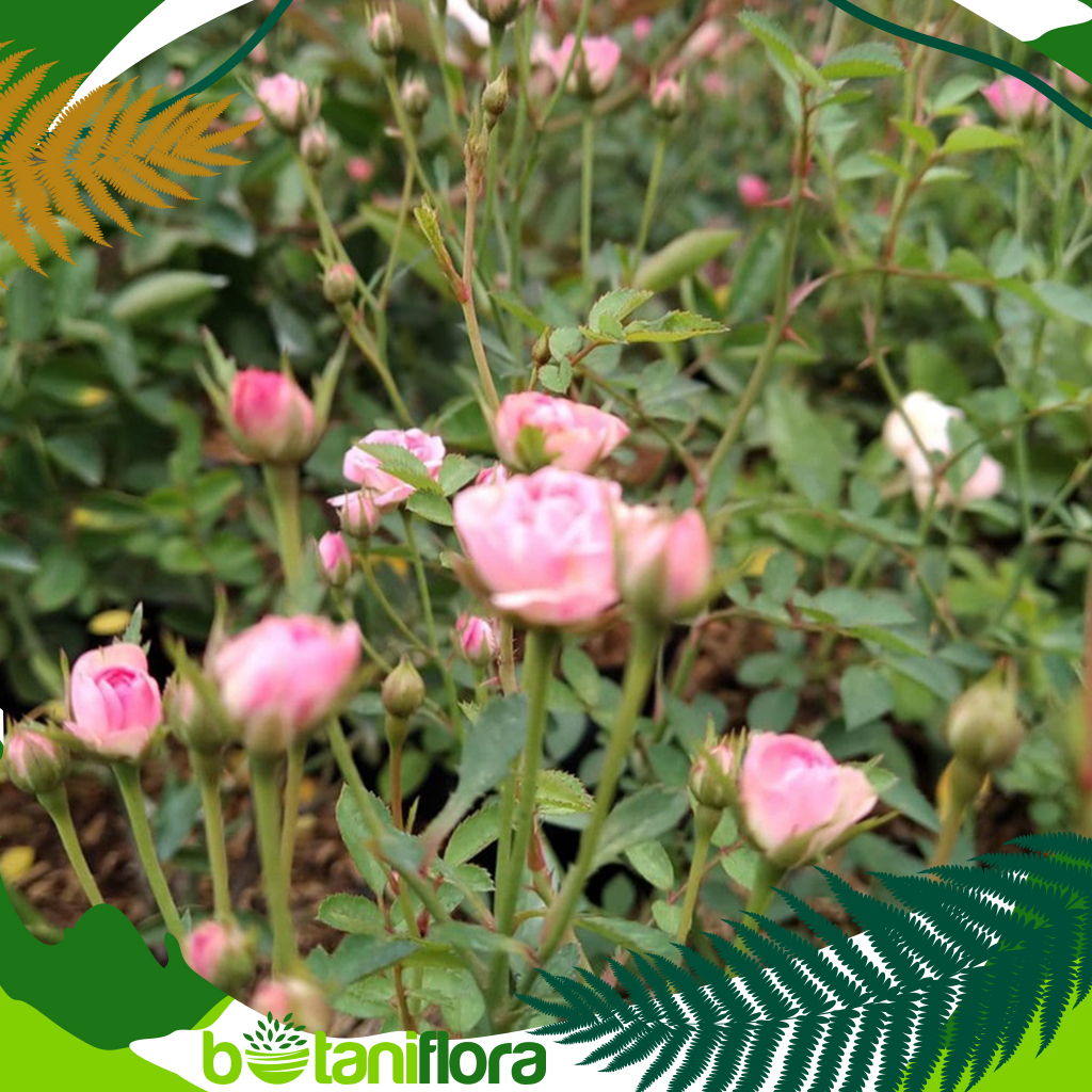 Bunga Mawar Baby Rose | Bunga Mawar Mini | Baby Rose | Tanaman Bunga Mawar Baby Rose Pink