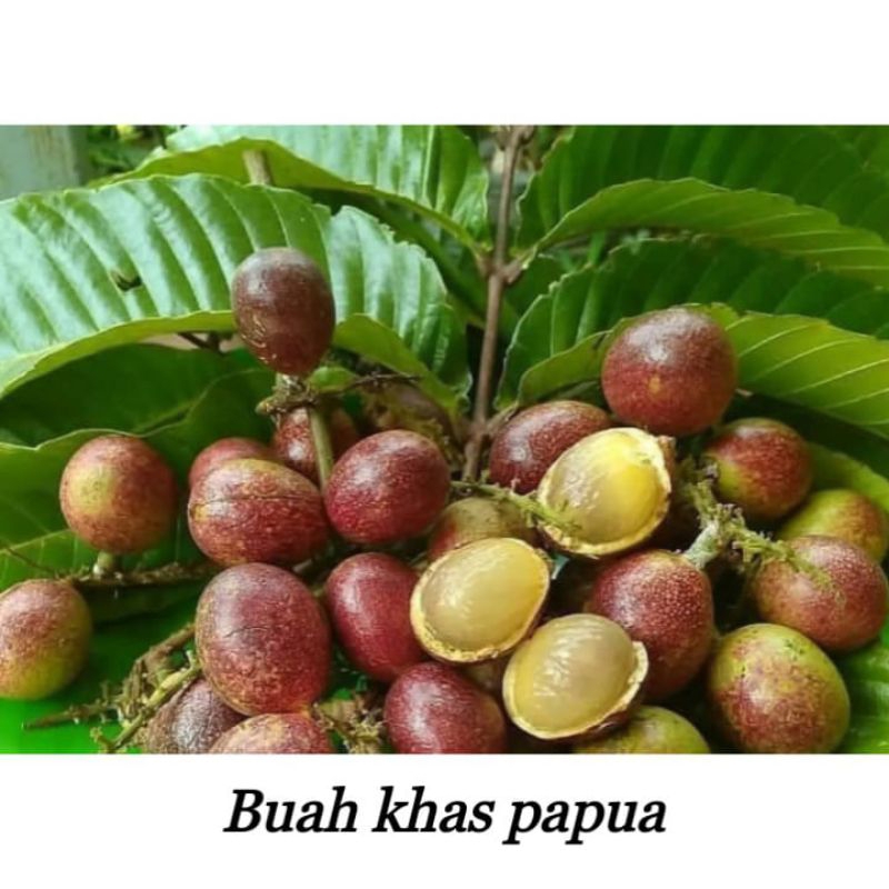 Buah matoa segar fresh 1 kg buah khas papua