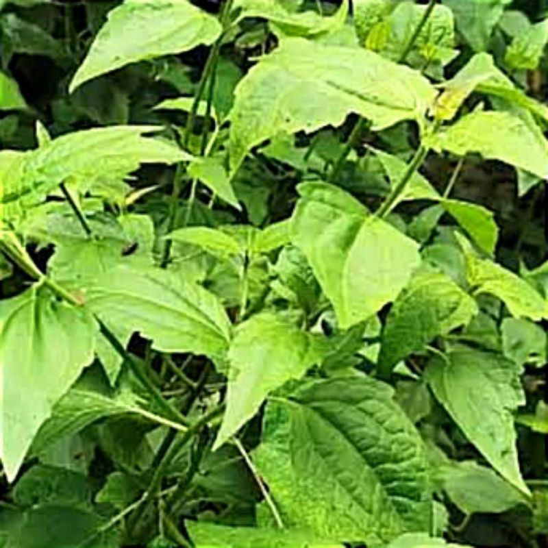

Daun Balakacida/Embe 50L