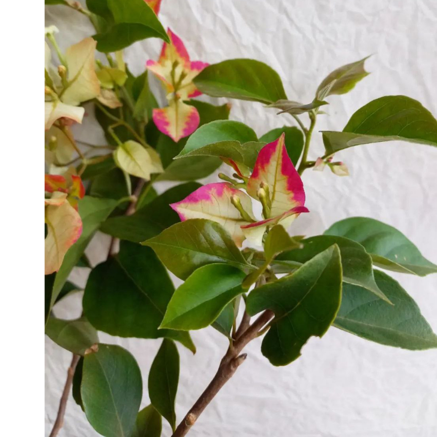 BOUGENVILLE SUFIA INDIANA