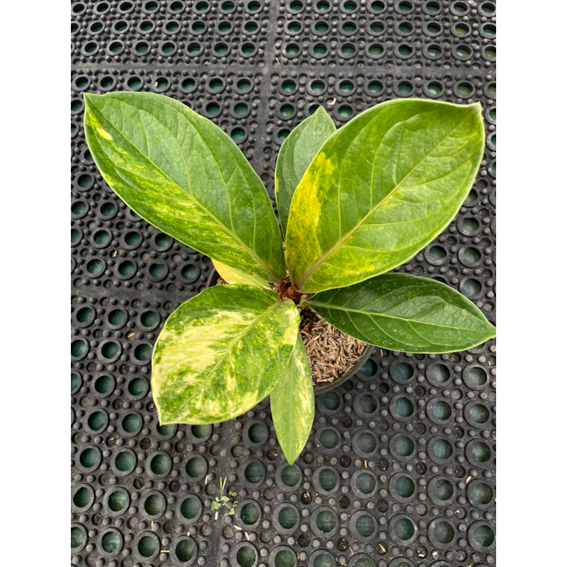 Anthurium jemani mangkok varigata