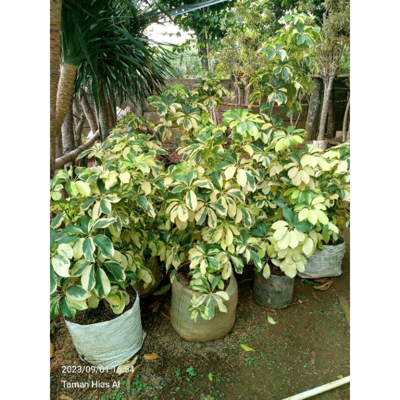Tanaman Hias walisongo golden daun besar 1 meter