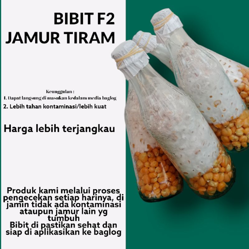 

Bibit jamur tiram putih F2 (Florida)