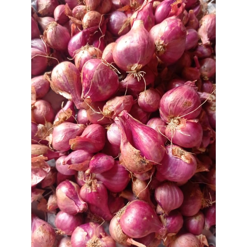 

bawang merah berkualitas