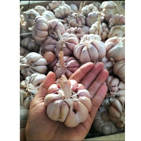 

Bawang putih jumbo kiloan premium promo live jawatimur