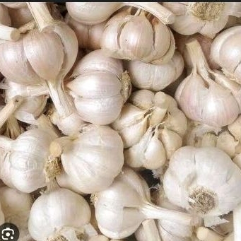 

Bawang merah / bawang putih kating / bawang merah india 1kg