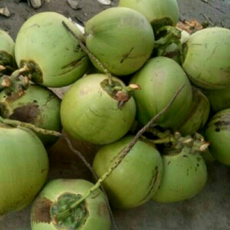 

Buah Kelapa Muda Butiran