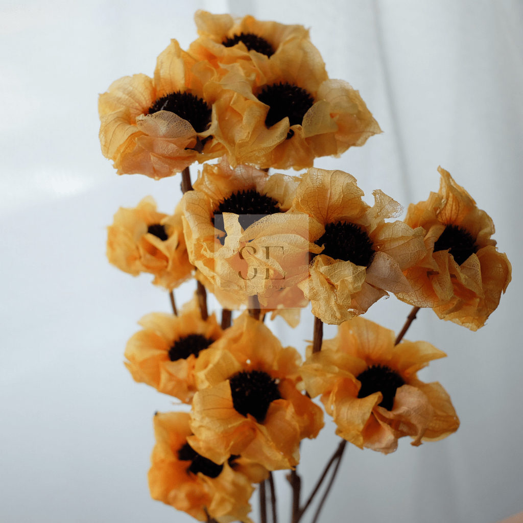 1pcs Sola hibiscus flower || bunga sola hibiskus