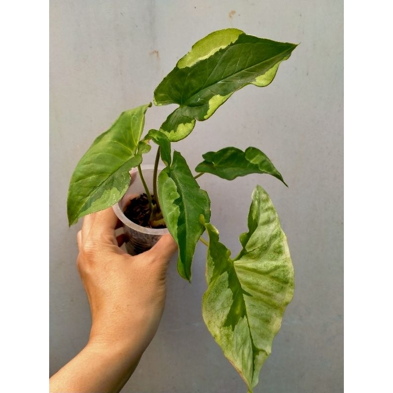 Syngonium Singonium Green Beauty / Pandan Twister kode Lima