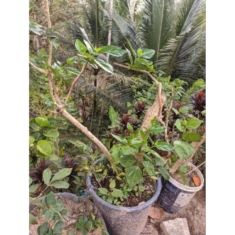 BONSAI WAHONG LAUT LURUS