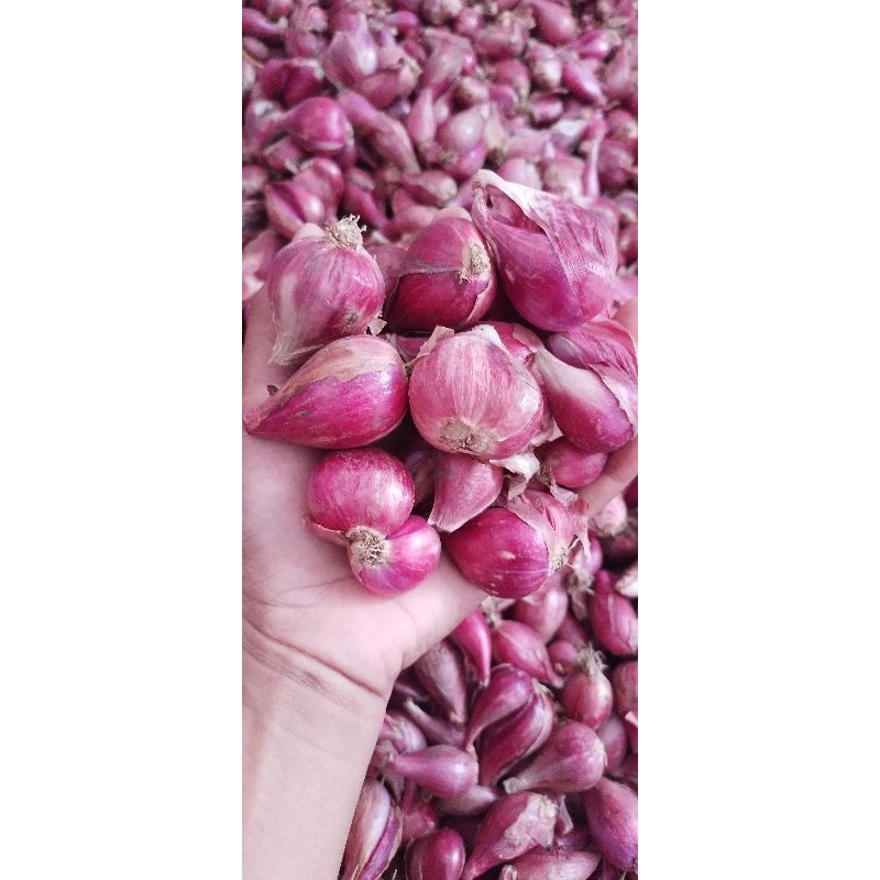 

Bawang Merah brebes asli