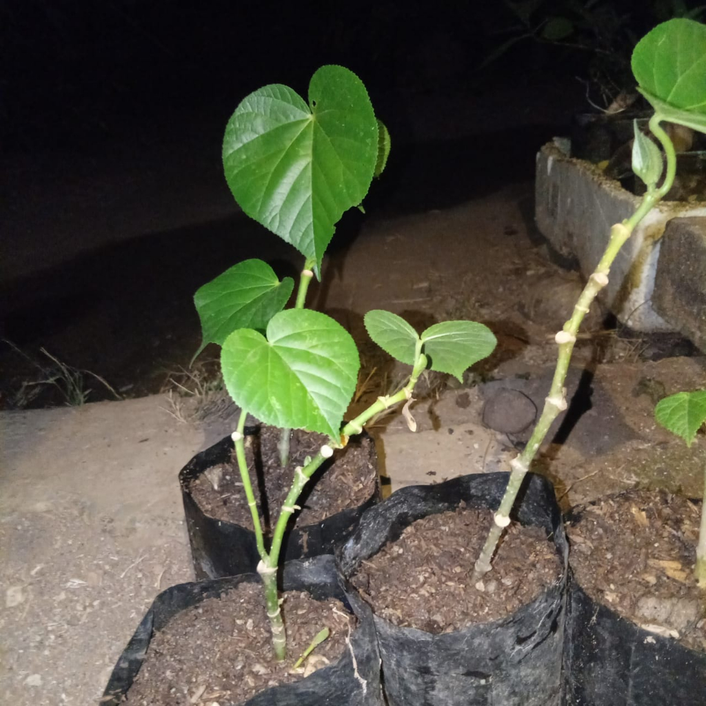 bahan bonsai waru india bibit