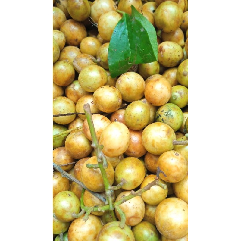 buah menteng/kemundung 1kg