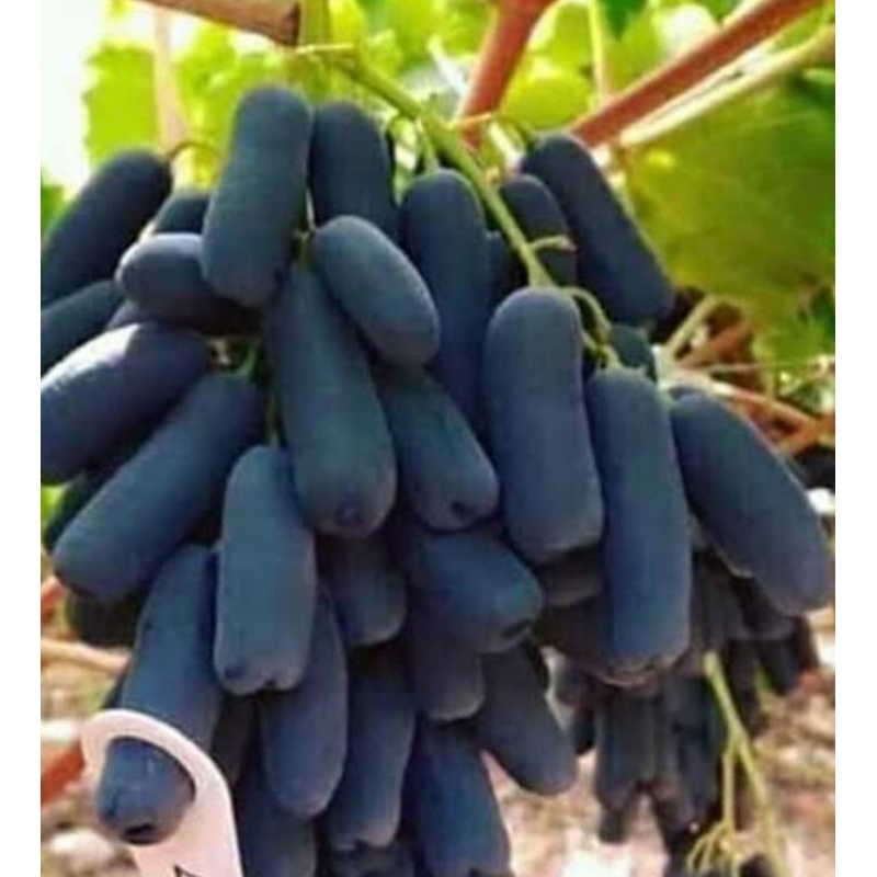 Bibit Anggur import sudah berbunga  jenis mondrop