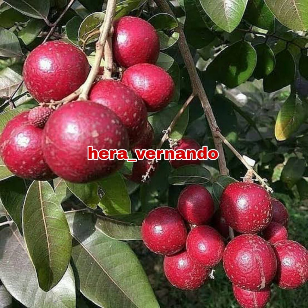 Bibit Kelengkeng Ruby Longan Merah 1 meter Super Cepat Berbuah